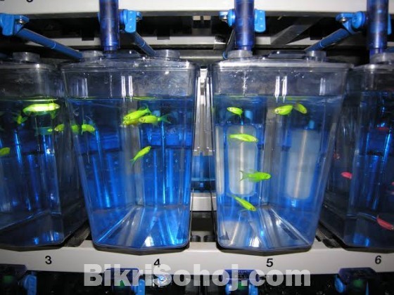 Aquarium Fish for wholesale